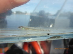 Ammocrypta pellucida