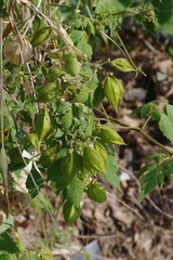 Cardiospermum grandiflorum