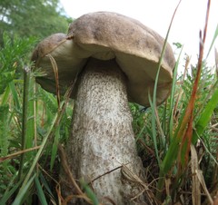 Leccinum snellii