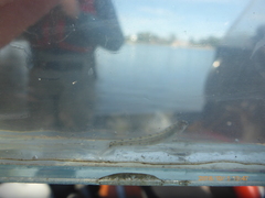 Ammocrypta pellucida