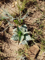 Ledebouria luteola