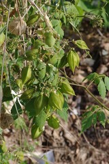 Cardiospermum grandiflorum