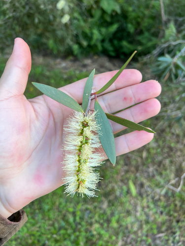 Melaleuca quinquenervia