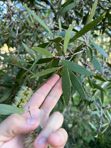 Melaleuca quinquenervia