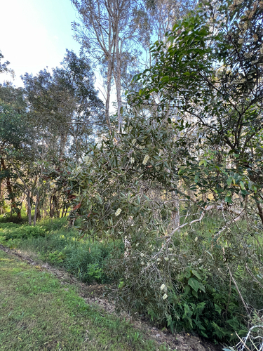 Melaleuca quinquenervia