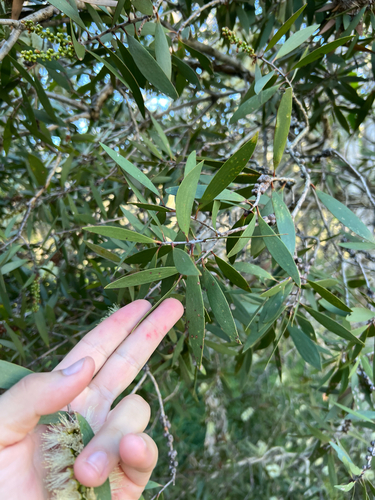 Melaleuca quinquenervia