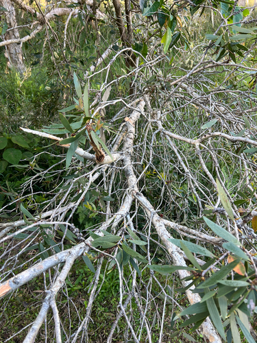 Melaleuca quinquenervia