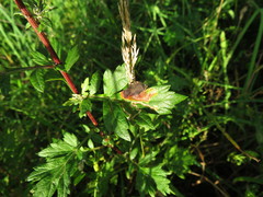 Liriomyza demeijerei