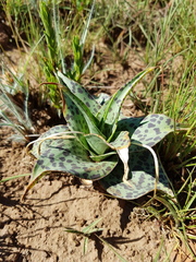 Ledebouria luteola