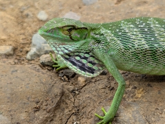Berthold's Bush Anole photo 2
