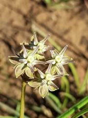 Asclepias stellifera