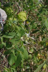 Cardiospermum grandiflorum