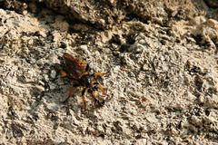 Pogonosoma maroccanum