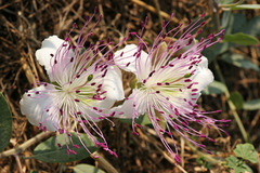 Capparis