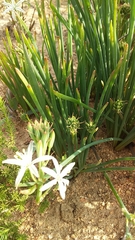 Trachyandra chlamydophylla