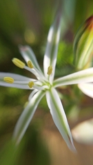 Trachyandra chlamydophylla
