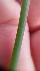 Trachyandra chlamydophylla