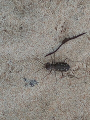 Calomera angulata