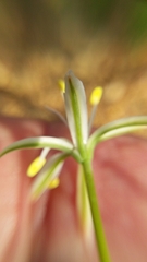 Trachyandra chlamydophylla