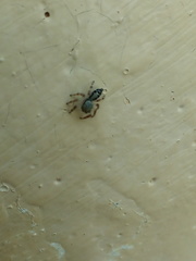 Salticidae