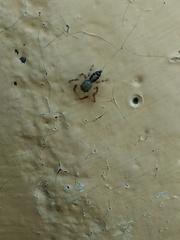 Salticidae