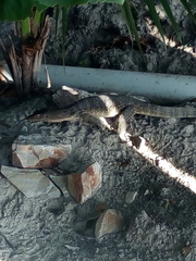 Varanus salvator macromaculatus