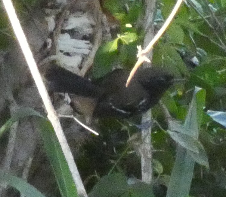 Serra Antwren (Formicivora serrana), photo 6