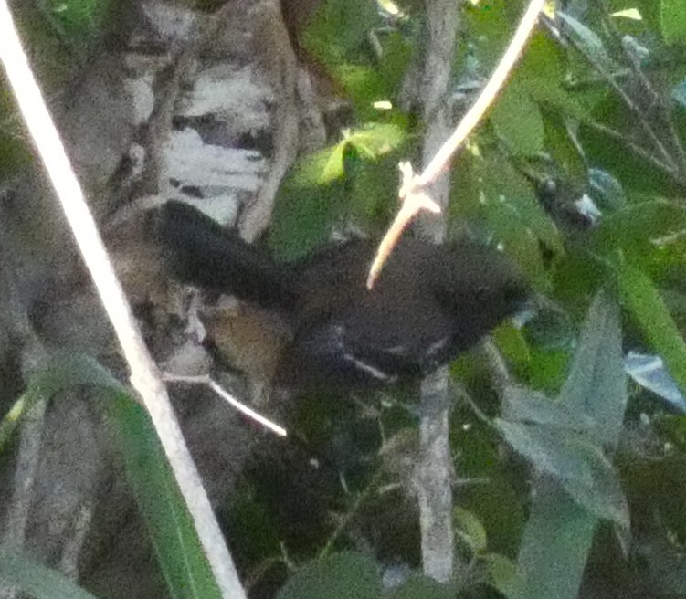 Serra Antwren (Formicivora serrana), photo 7
