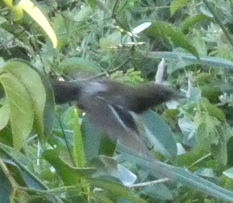 Serra Antwren (Formicivora serrana), photo 8
