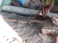 Varanus salvator macromaculatus