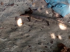 Varanus salvator macromaculatus