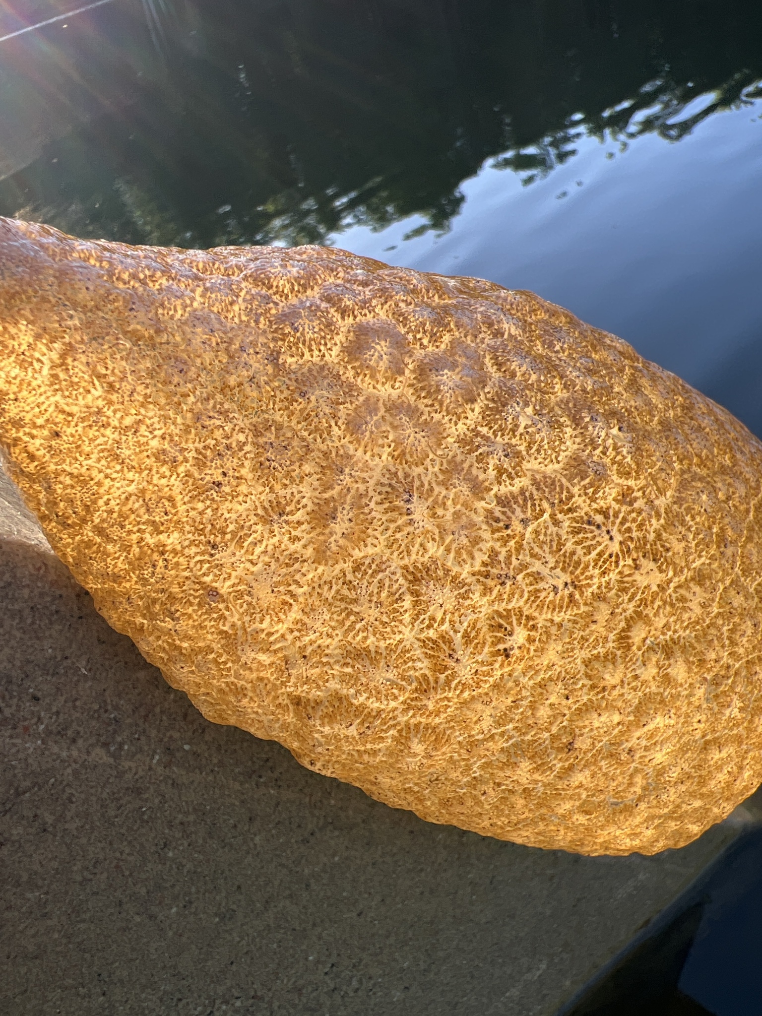 Pectinatella magnifica (Leidy, 1851)