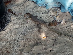 Varanus salvator macromaculatus