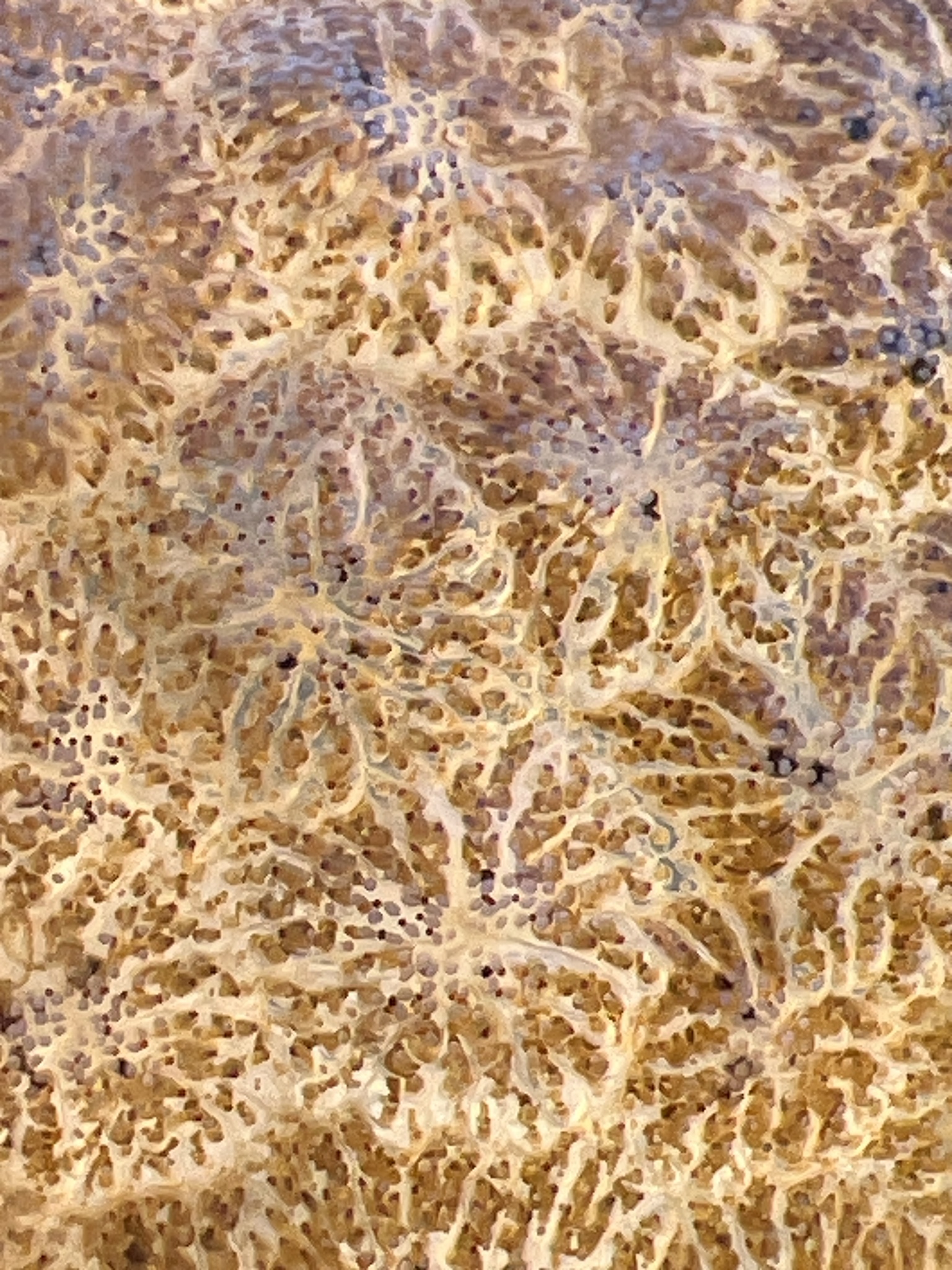 Pectinatella magnifica (Leidy, 1851)