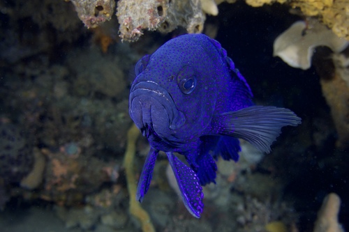 Western blue devil (Paraplesiops meleagris) — Plesiopidae — 4