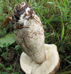 Leccinum snellii