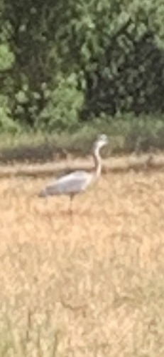 iNaturalist observation photo of Great Blue Heron