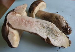 Leccinum snellii