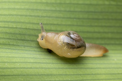 Helicarion perfragilis