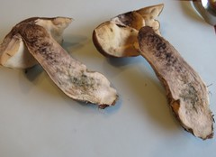 Leccinum snellii