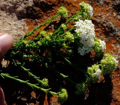 Pseudoselago burmannii