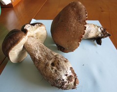 Leccinum snellii