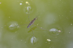 Limnometra