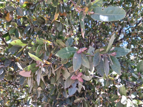 Peninsular Oak (Quercus peninsularis)