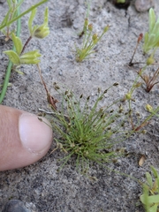Eleocharis bella