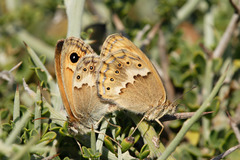 Coenonympha thyrsis