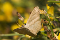 Idaea consanguinaria