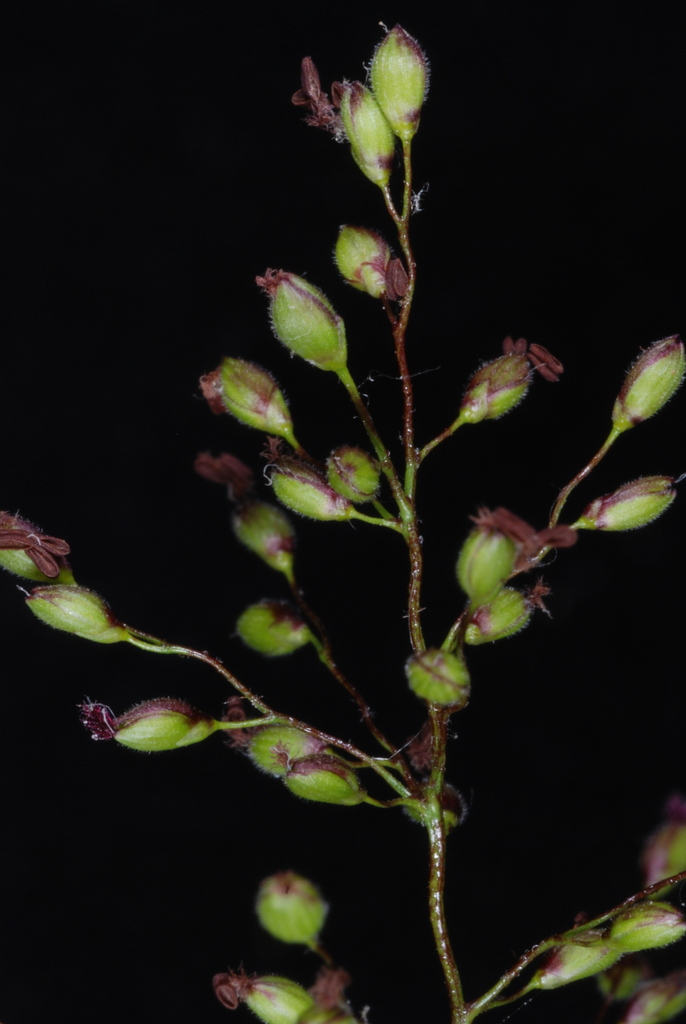 false bearded panic grass