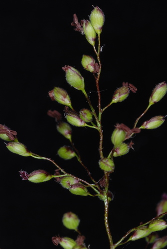 Image of Dichanthelium mattamuskeetense by (c) Douglas Goldman, some rights reserved (CC BY-SA)