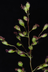 Dichanthelium mattamuskeetense